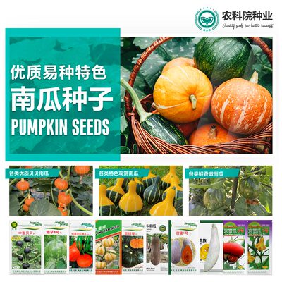 京研高芽率农科院南瓜种子高产