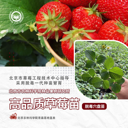 农科院草莓苗脱毒穴盘苗四季结果