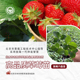 草莓苗农科院红颜草莓脱毒穴盘苗奶油草莓种子阳台蔬菜水果盆栽苗