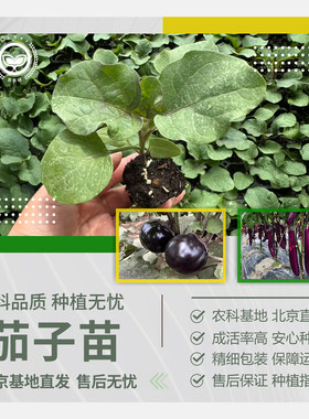 农科院茄子苗紫长茄青绿白罐茄苗