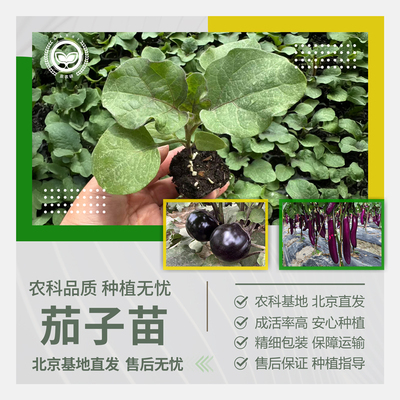农科院茄子苗紫长茄青绿白罐茄苗
