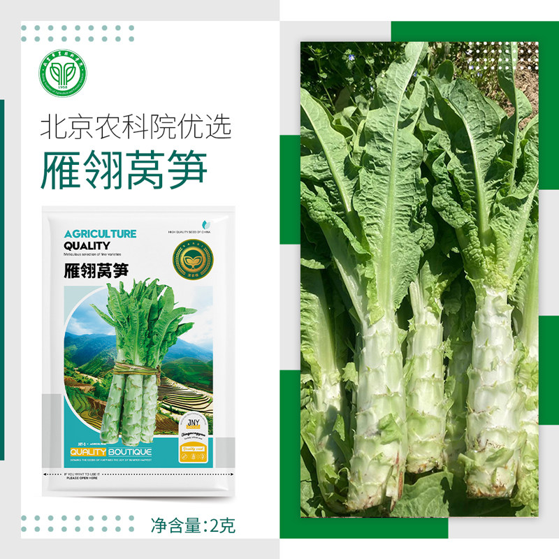 农科院雁翎莴笋种子春秋尖叶青莴苣青笋阳台盆栽农家菜园蔬菜籽孑