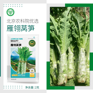 农科院雁翎莴笋种子春秋尖叶青莴苣青笋阳台盆栽农家菜园蔬菜籽孑
