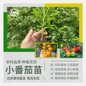 农科院小番茄苗矮生番茄苗盆栽圣女果小西红柿四季 阳台水果蔬菜苗