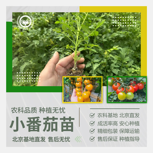 农科院小番茄苗盆栽矮生番茄苗