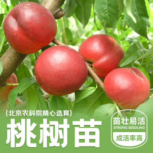 北京农科院桃树苗嫁接油桃树黄蟠桃离核超甜大桃南北方耐寒果树苗