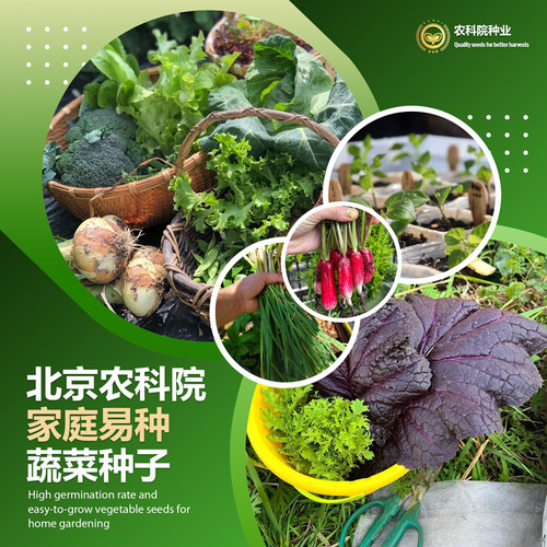 农科院阳台盆栽菜园易种蔬菜种子