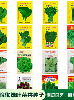 叶菜种子香菜小葱韭菜菠菜鸡毛菜苋菜空心菜茼蒿茴香易种蔬菜种籽