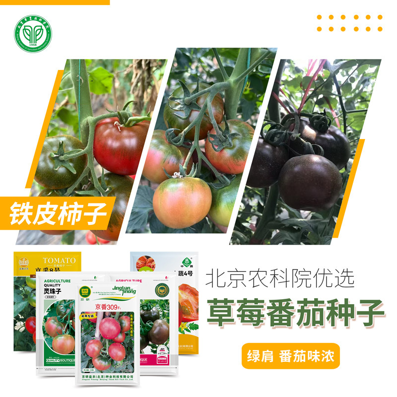 农科院水果番茄种子草莓西红柿铁皮柿子绿肩汁多味浓菜园蔬菜种籽