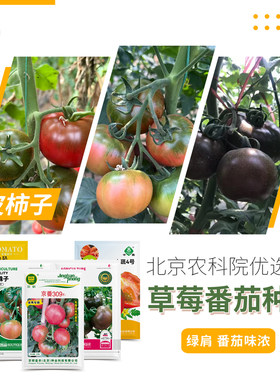 农科院草莓番茄种子铁皮西红柿籽