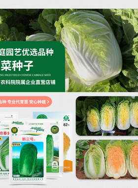 农科院大白菜种子青麻叶四季快菜绍菜黄心娃娃菜奶油白菜蔬菜籽孑