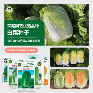 农科院大白菜种子青麻叶四季快菜绍菜黄心娃娃菜奶油白菜蔬菜籽孑