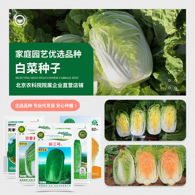 农科院大白菜种子青麻叶四季快菜