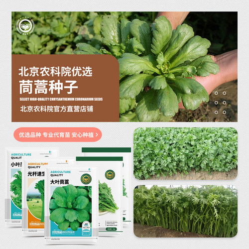 农科院茼蒿种子大全四季易种