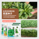 农科院茼蒿种子大叶小叶茼蒿光杆茼蒿蓬蒿皇帝菜阳台四季 蔬菜籽孑