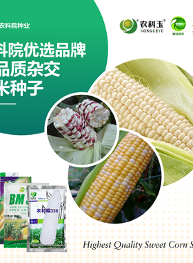 农科院玉米种子农科糯336白甜糯高产大田玉米鲜食水果玉米种籽孑