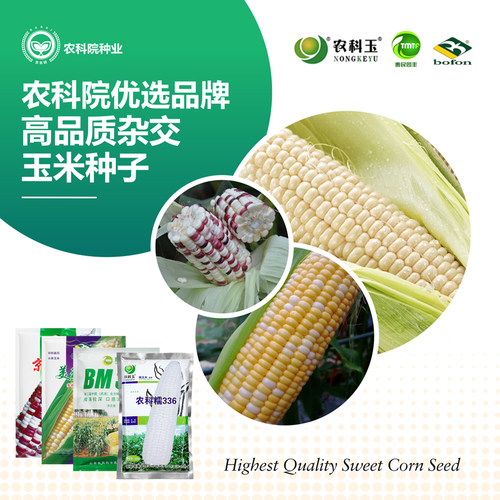 农科院鲜食水果玉米种子甜糯