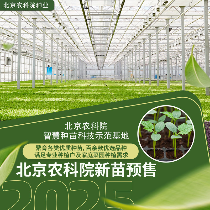 农科院蔬菜苗草莓水果番茄苗辣椒苗水果黄瓜长圆茄秋葵苗麒麟瓜苗