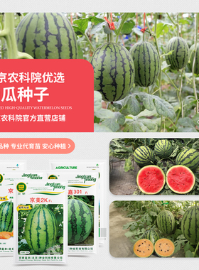 农科院西瓜种子京欣京美甜王8424麒麟瓜无籽懒汉冰糖小西瓜种籽孑