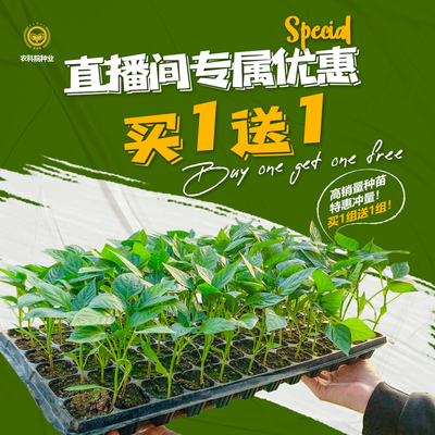 农科院番茄草莓蔬菜苗基地直发