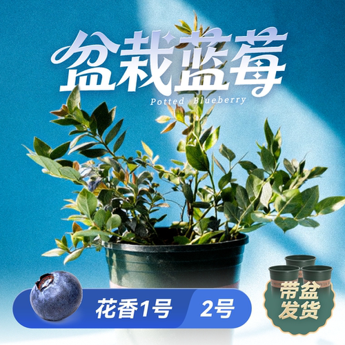 北京农科院蓝莓苗盆栽带盆带土发