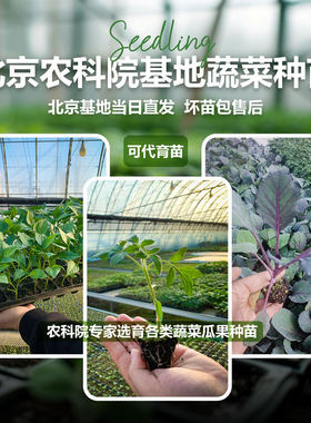 蔬菜苗农科院番茄黄瓜秋葵茄子