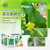 包邮 农科院丝瓜种子四季 蔬菜种子肉长丝瓜菜籽阳台盆栽菜种子室内
