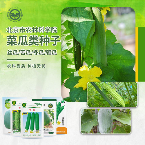 农科院四季阳台室内包邮丝瓜种子