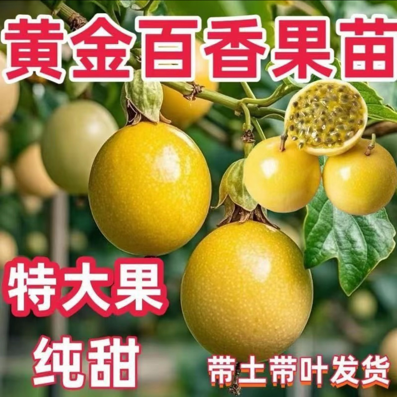 纯甜黄金百香果树苗爬藤当年结果图片