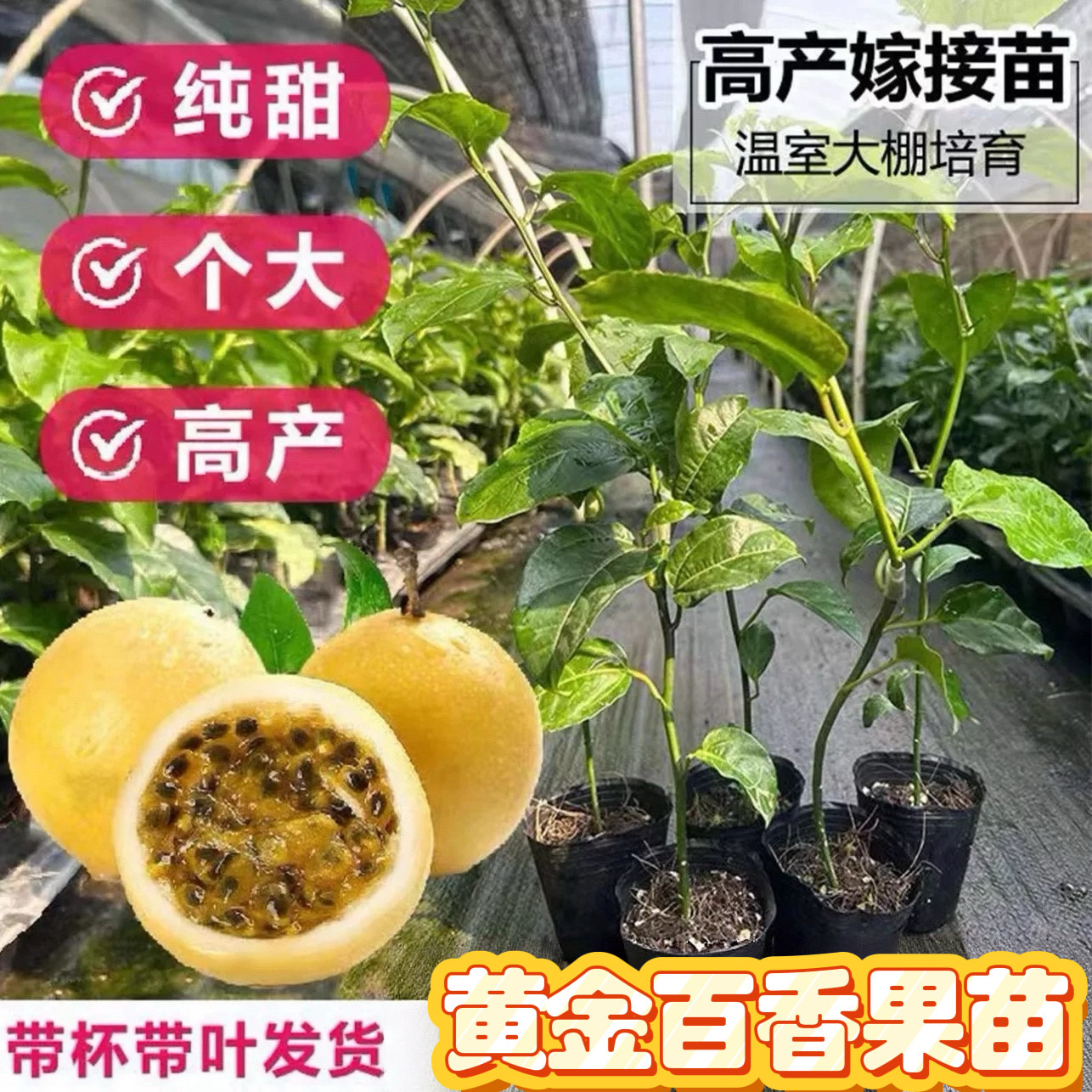 黄金百香果树苗纯甜大果当年结果图片