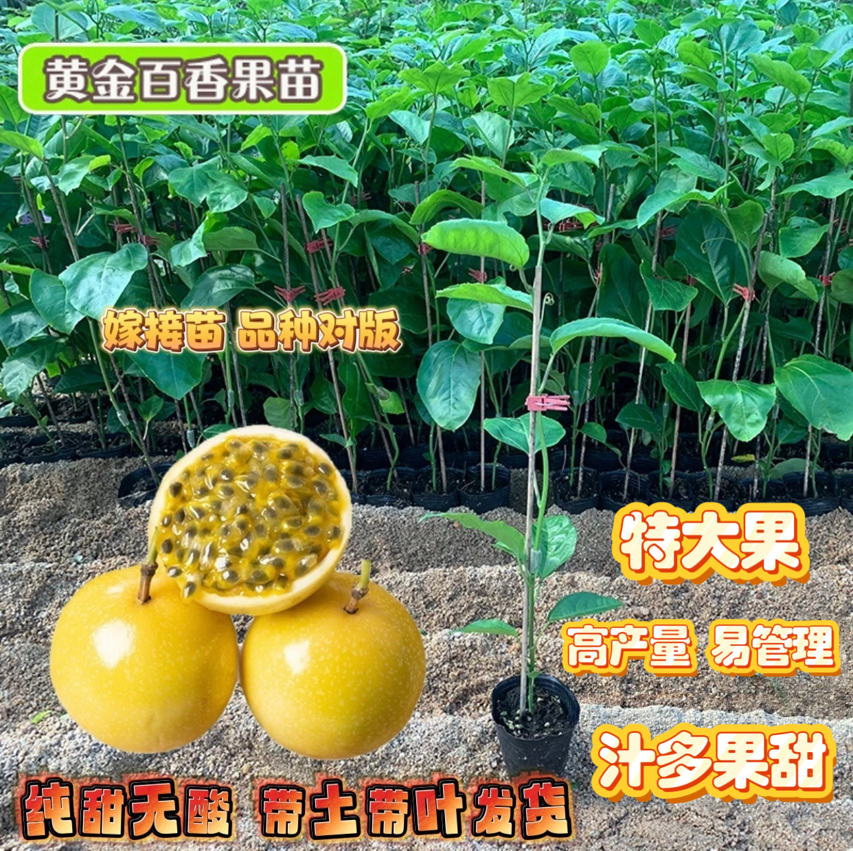纯甜大果黄金百香果树苗批发四季结果嫁接苗阳台庭院爬藤盆栽带土