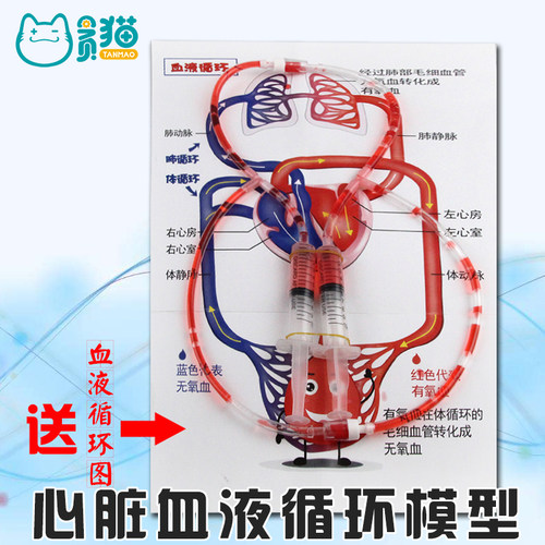 心脏物理生物实验毛细血管