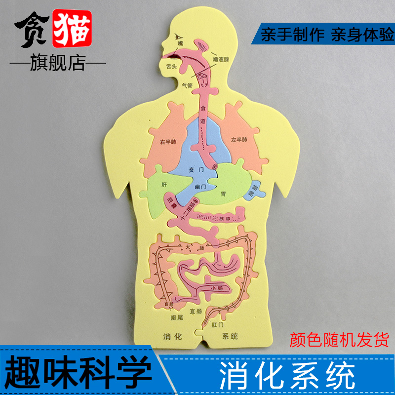 玩具套装人体消化系统科技小制作