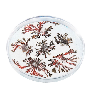 置换反应铁树开花学生科学实验制作业diy手工steam教玩具化学科技