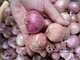 云南边疆食品孟定小洋葱洋葱