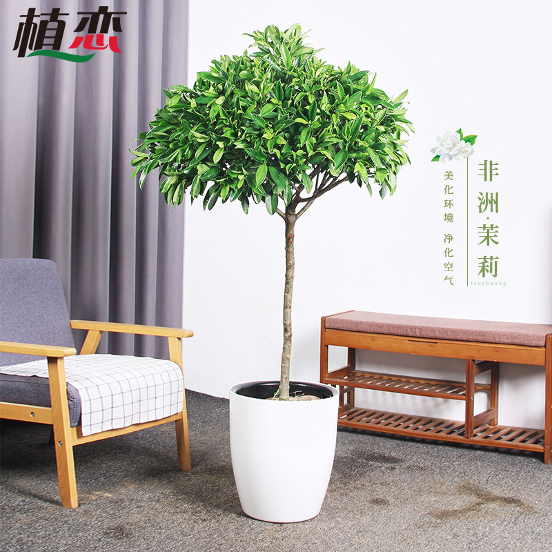 非洲茉莉 室内喜阴植物圆形盆栽大型绿植/成品组合盆