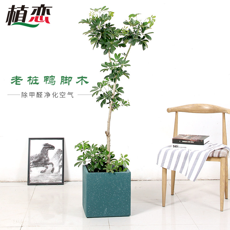 鸭脚木老桩植恋造型植物绿植