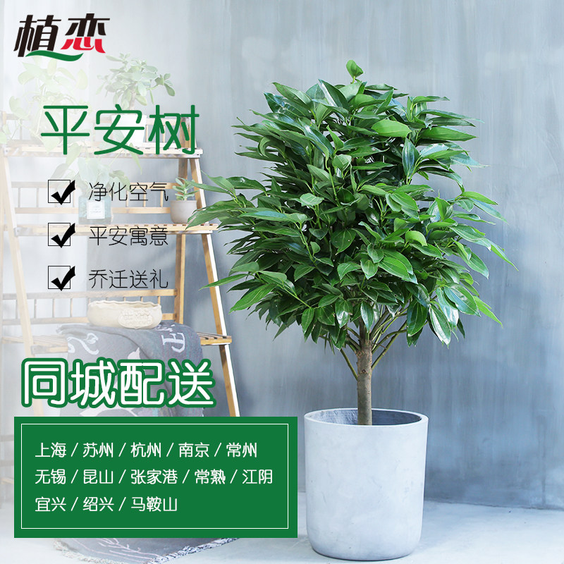 平安树 办公室室内客厅走廊大植物盆栽绿植租摆 宁波慈溪同城配送