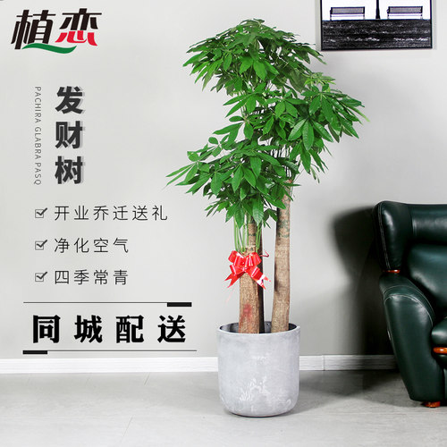 开业乔迁同城配送步步高发财树