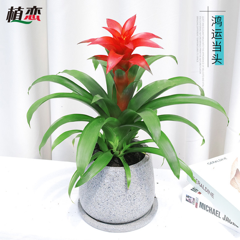鸿运当头小盆栽 小红星小植物花卉绿植办公桌茶几绿植 宁波慈溪
