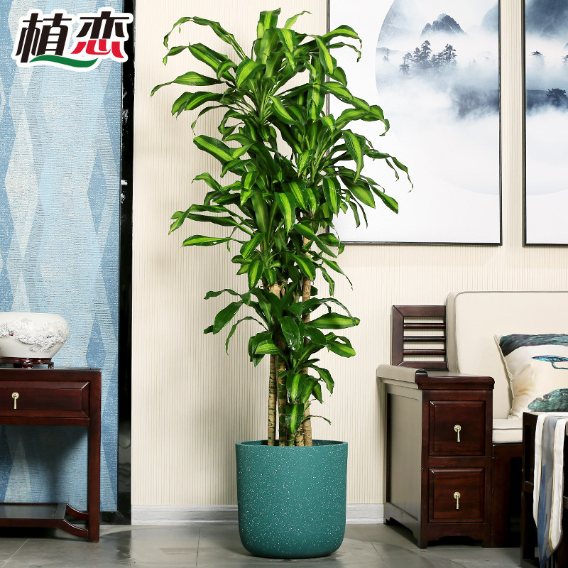巴西铁 大型香龙血树盆栽 客厅办公室绿化植物观叶盆景 宁波同城
