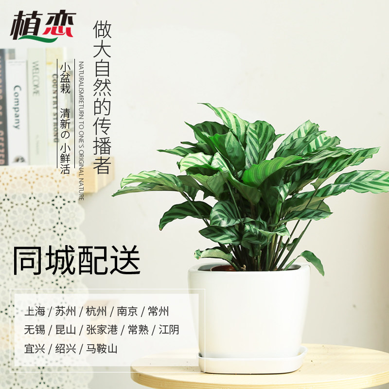 翠叶竹芋 小盆栽花卉绿植室内植桌面绿植