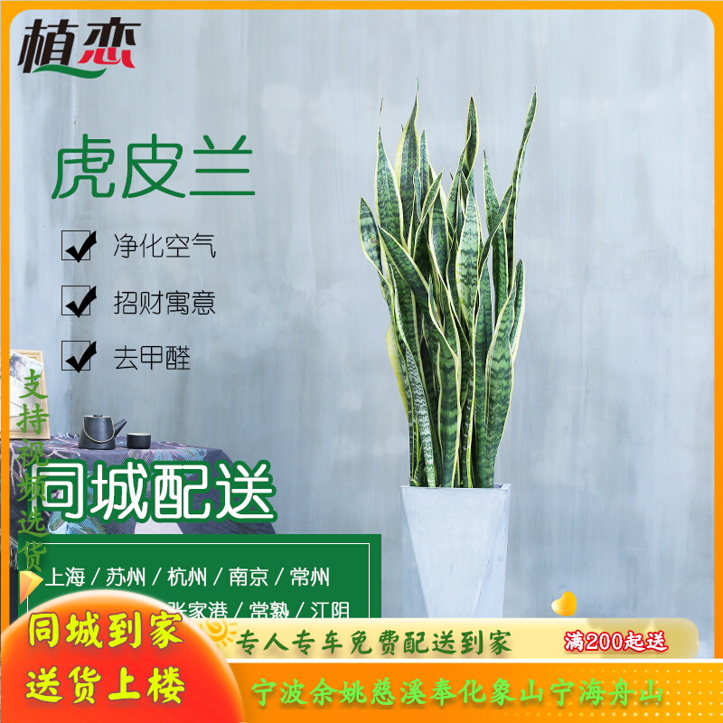 金边虎皮兰 虎尾兰绿植室内吸甲醛植物盆栽花卉 宁波杭州同城配送