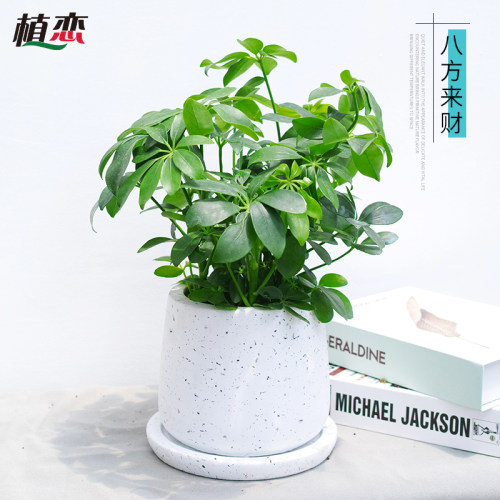 鹅掌柴 小八方来财 鸭脚木迷你盆栽 小植物桌面绿植 宁波配送上门