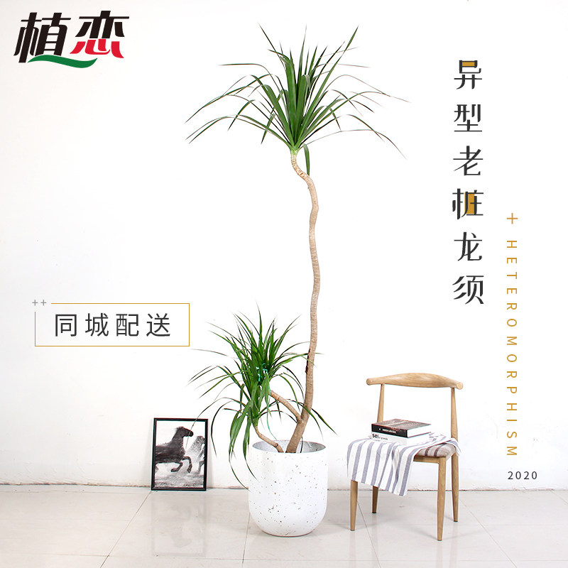 植恋 异形老桩龙须 大型盆栽绿植 园艺观赏 龙须兰招财 宁波配送