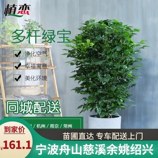 大綠寶 寧波慈溪同城 幸福樹辦公室會議室室內大型觀葉植物盆景