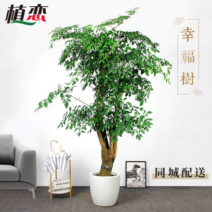 寧波慈溪 幸福樹室內大盆景盆栽開業送禮植物走廊前臺接待綠植