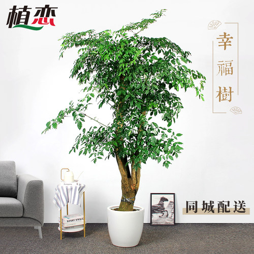 幸福树室内大盆景盆栽开业送礼植物走廊前台接待绿植 宁波慈溪 - 封面