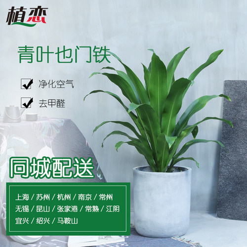 青叶也门铁 大叶子绿色植物卧室客厅盆栽盆景去甲醛净化空气 宁波 - 封面