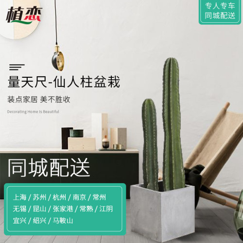 量天尺 仙人柱仙人掌多肉大盆景植物盆栽艺术简约盆景 宁波慈溪